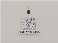 藏品(梵文菌瓢蟲)的圖片